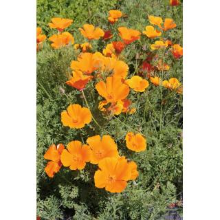 BIO Goldmohn