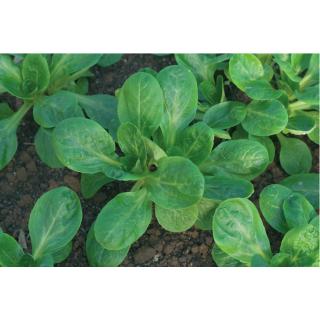 BIO Feldsalat Dunkelgrüner