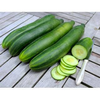 BIO Gurke Qualitas