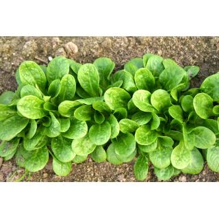 BIO Feldsalat Vit