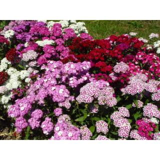 BIO Dianthus barbatus Bartnelke