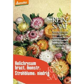 BIO Strohblume niedrig