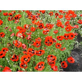 BIO Klatschmohn Papaver rhoeas Pierrot