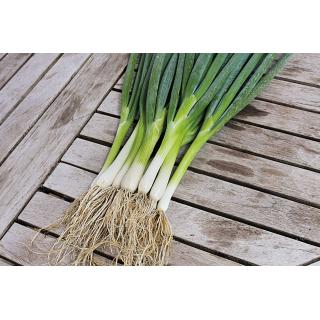 Lauchzwiebel Ishikura Long White
